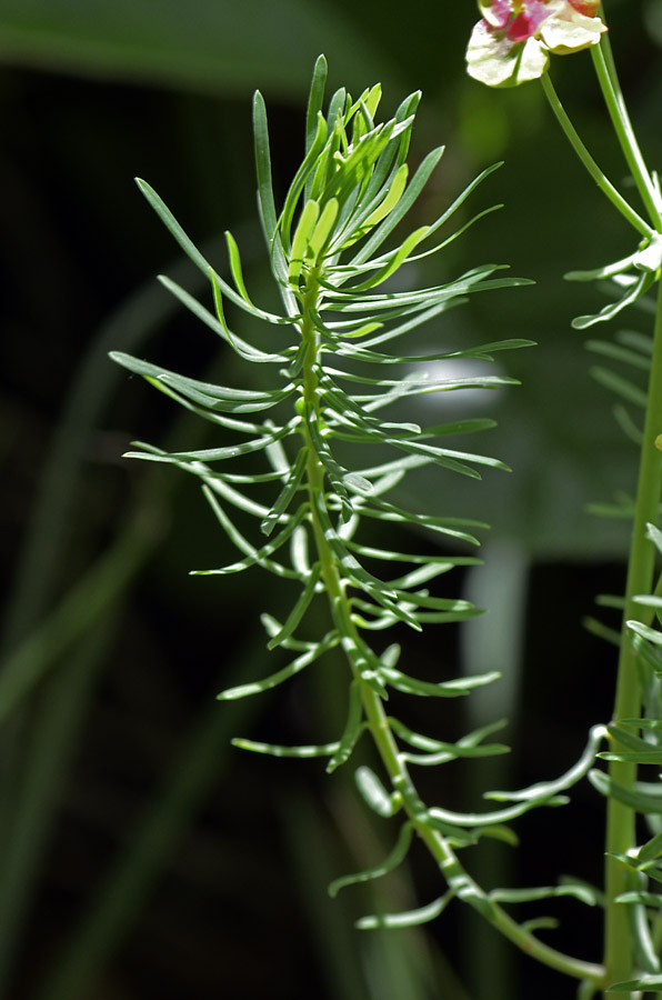 Fiore del Summano da ID.-  Euphorbia cyparissias